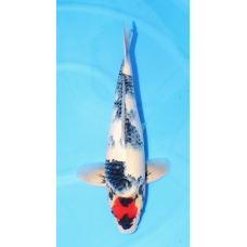 KGE.53 TANCHO SHOWA KGE.53 TANCHO SHOWA